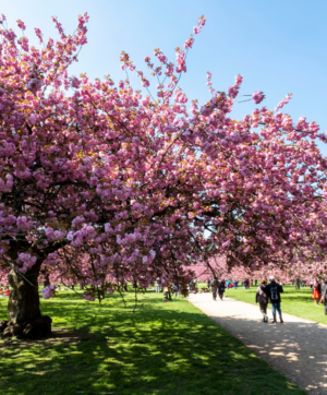 Cerisiers japoonais en fleurs dans le parc du domaine départemental de Sceaux, à l'occasion du Hanami